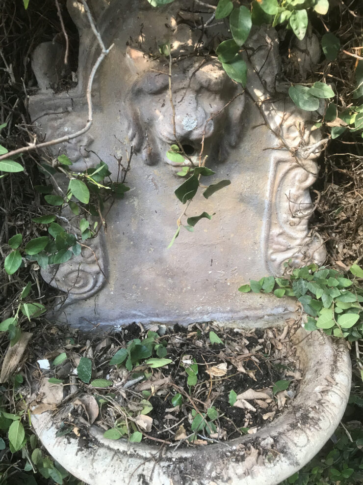 Lion Head fountain I found in overgrown climbing fig on my side yard
wall.